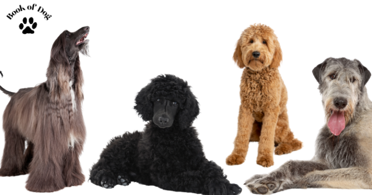 15 Big Dogs That Don’t Shed – Breeds with Minimal Shedding